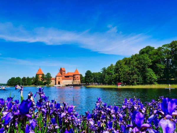 a lake with purple flowers and a castle in the background